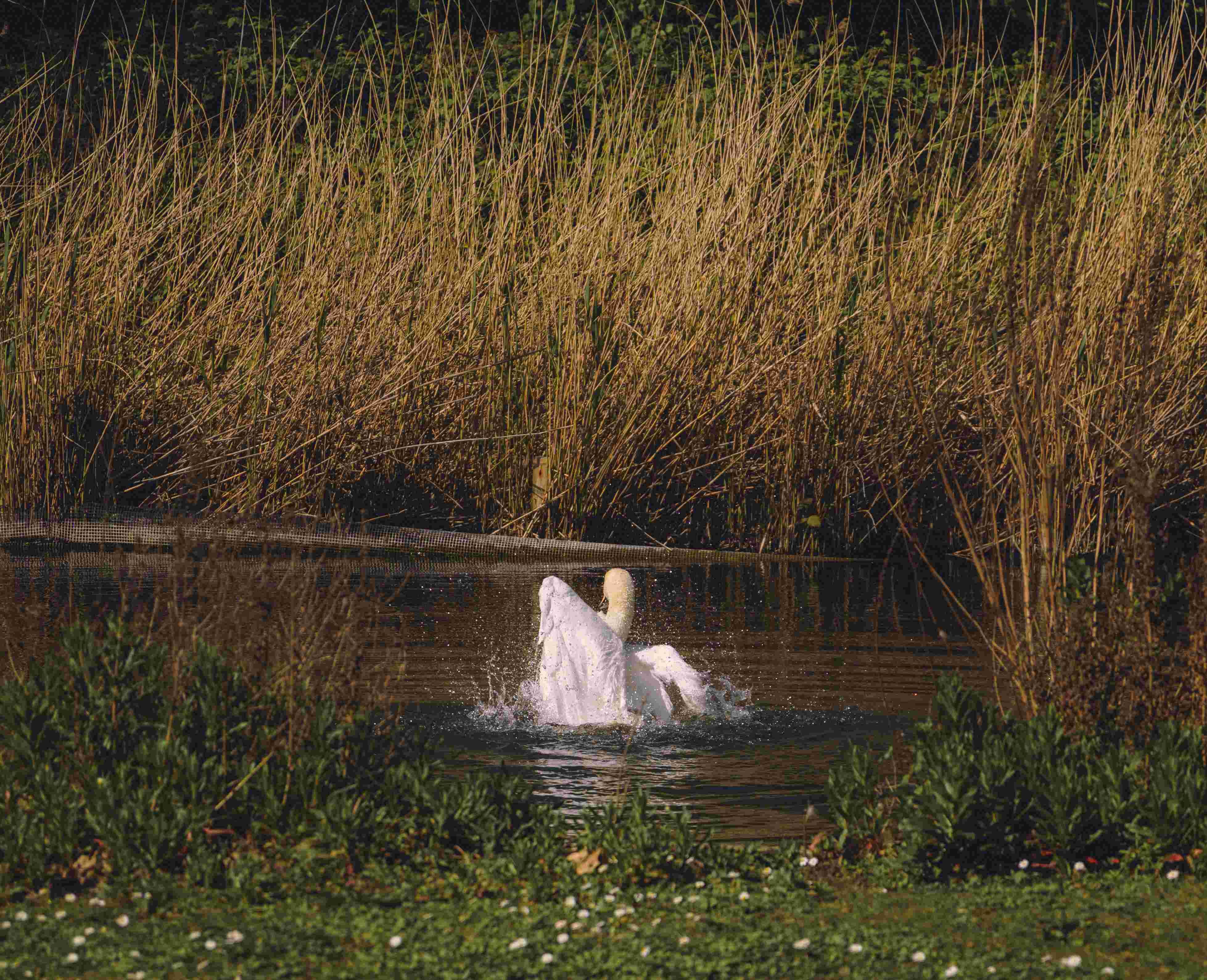 A Swan Display (Variation)